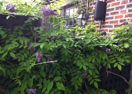 Rooftop wisteria