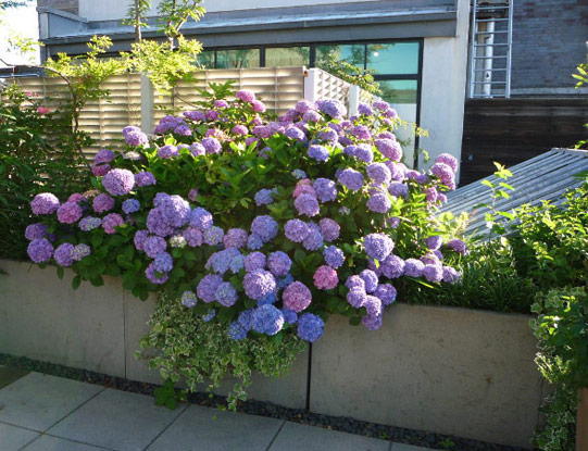 hydrangea
