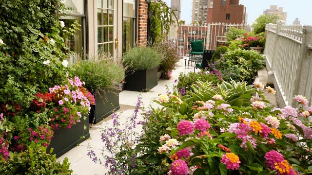 Zinnias- rooftop