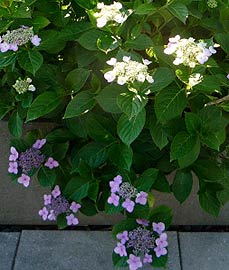 hydrangeas